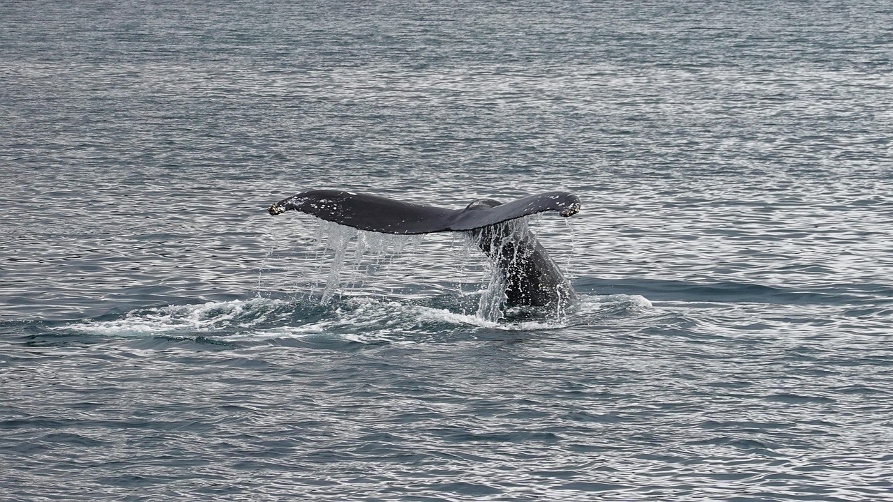 Whale Watching in Los Cabos