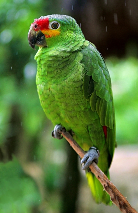 Xcaret Park (Riviera Maya)